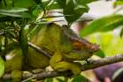 Africa, Madagascar, Andasibe-Mantadia National Park. Male Parsons chameleon on a branch in forest. Art Print